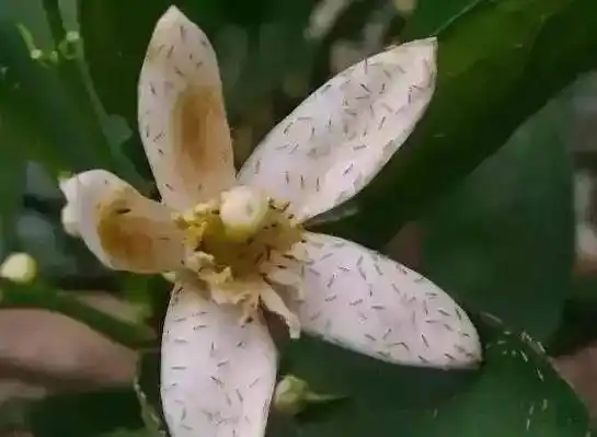 柑橘花期来临前要做什么准备重点严防这个小害虫害花又害果