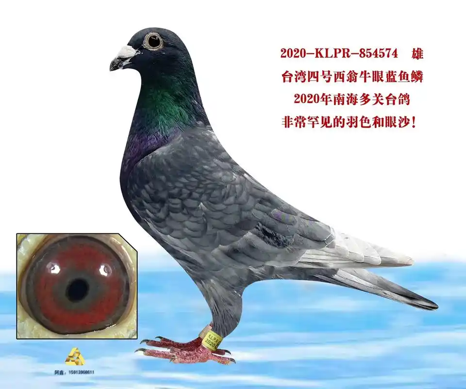 台湾四号西翁牛眼#鸽子 #信鸽赛鸽 #养鸽人 #台湾海翔赛鸽 - 抖音