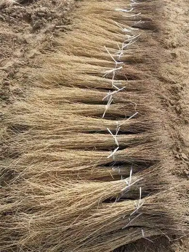 兴安盟梭梭苗多少钱一颗