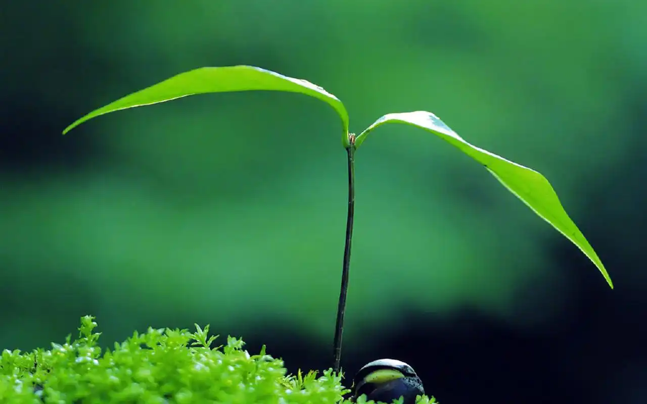 绿色护眼植物图片电脑壁纸