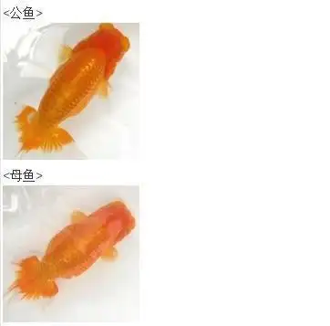 又到了金鱼繁殖得季节,今天说说观赏鱼公母雌雄怎么分辨