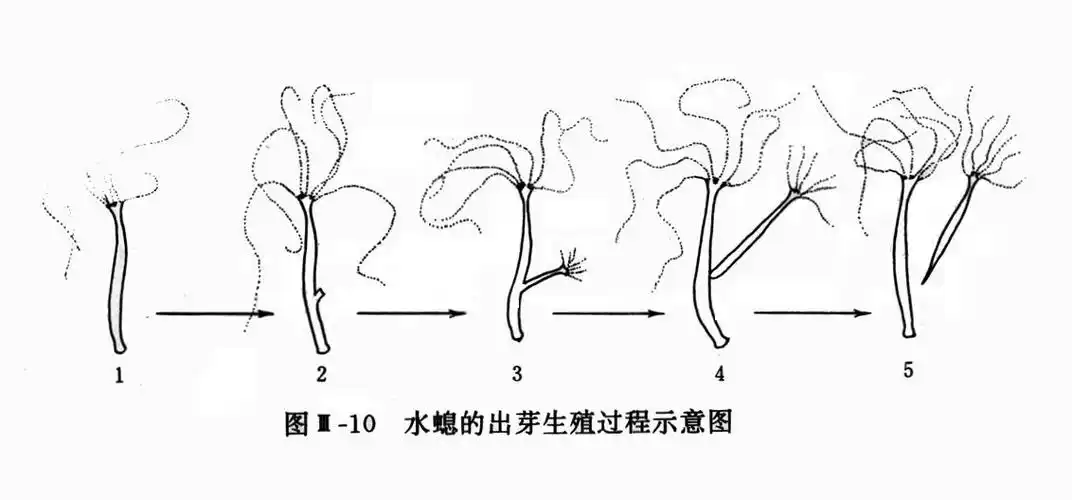 p>无性生殖(asexual reproduction)是一类不经过两性生殖细胞的结合