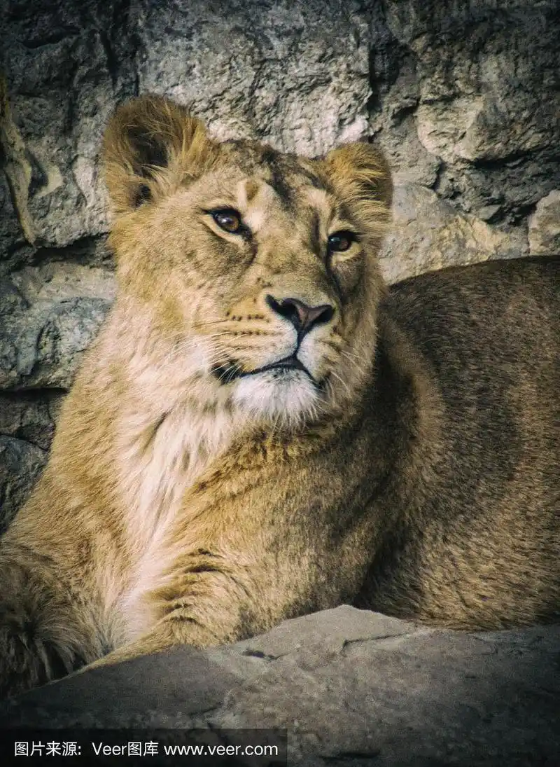 公狮子为自己梳理毛发