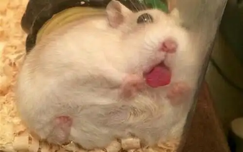 仓鼠当你的仓鼠第一次吃活的面包虫画面十分血腥未成年人请在家长陪同