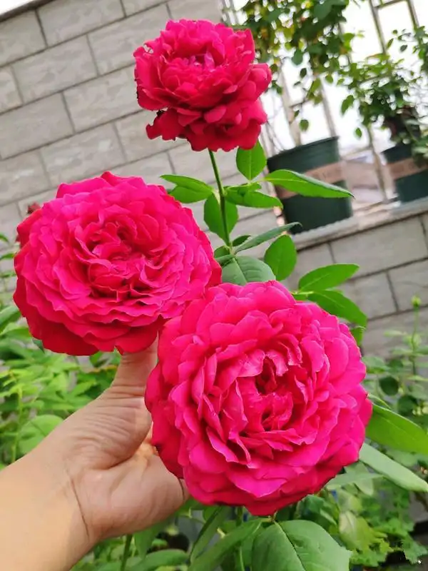 开大红色花朵的月季,花大色艳,香气浓郁,多季开花,盆栽也可以