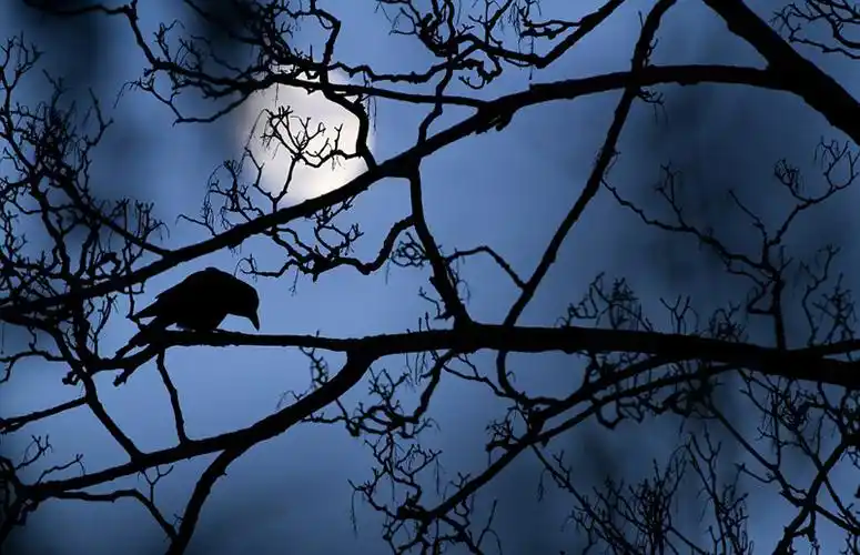 英评选年度最佳野生动物摄影师 作品绝美(组图)