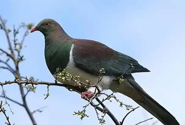 新西兰有一种奇特的鸟类,它们时常会喝醉酒后东倒西