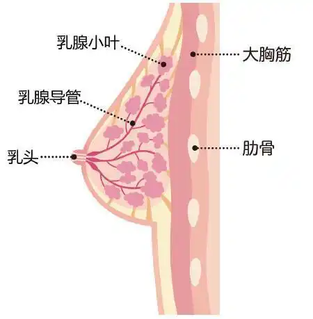 在日常生活中我们可以经常使用茹贝源疏通散结组合来按摩疏通乳腺.