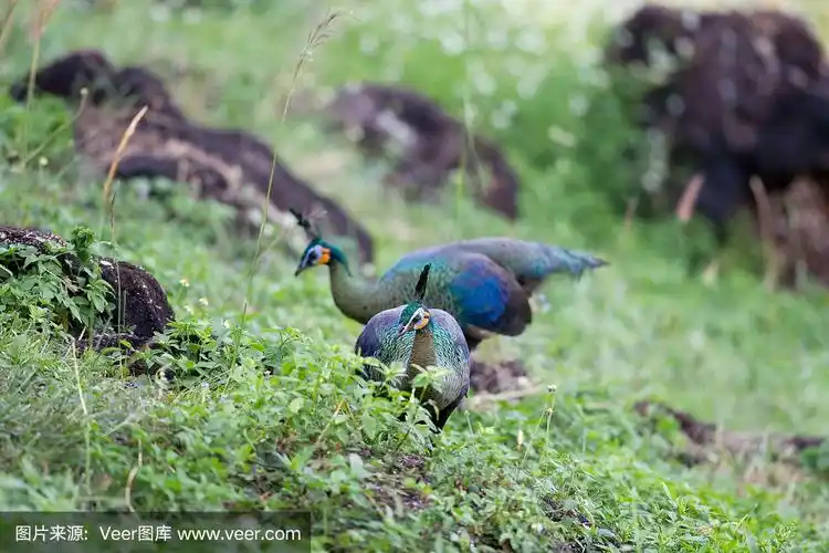 成年雌绿孔雀或爪哇孔雀(pavo muticus)