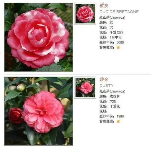 茶花品种选集_中国茶花吧_百度贴吧