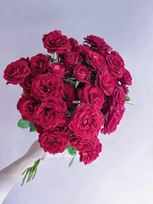 多头玫瑰花向情多头赤玉