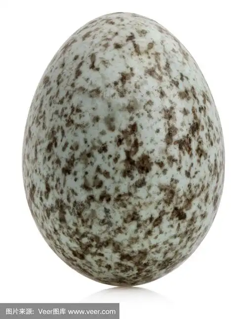 家麻雀蛋,passer家禽蛋,前面的白色背景