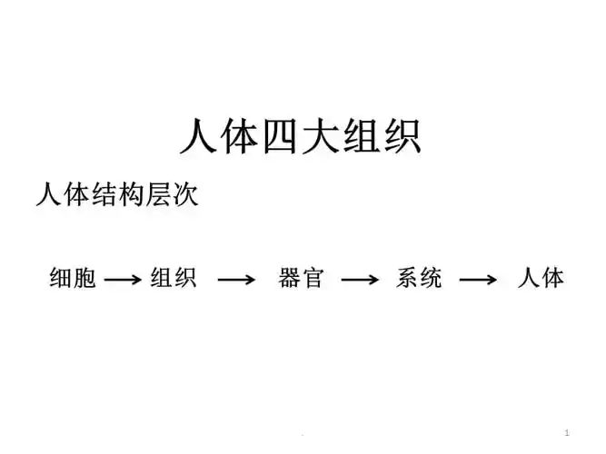 人体四大组织ppt课件