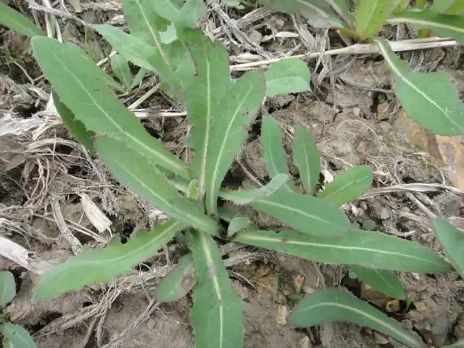 苣荬菜有一种不穿挺的,也就是现在介绍的这种;还有一种穿挺的,也就是