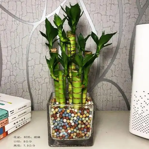 荷花竹小型盆栽文昌竹室内花卉好养绿植水培植物富贵竹子夏季水养