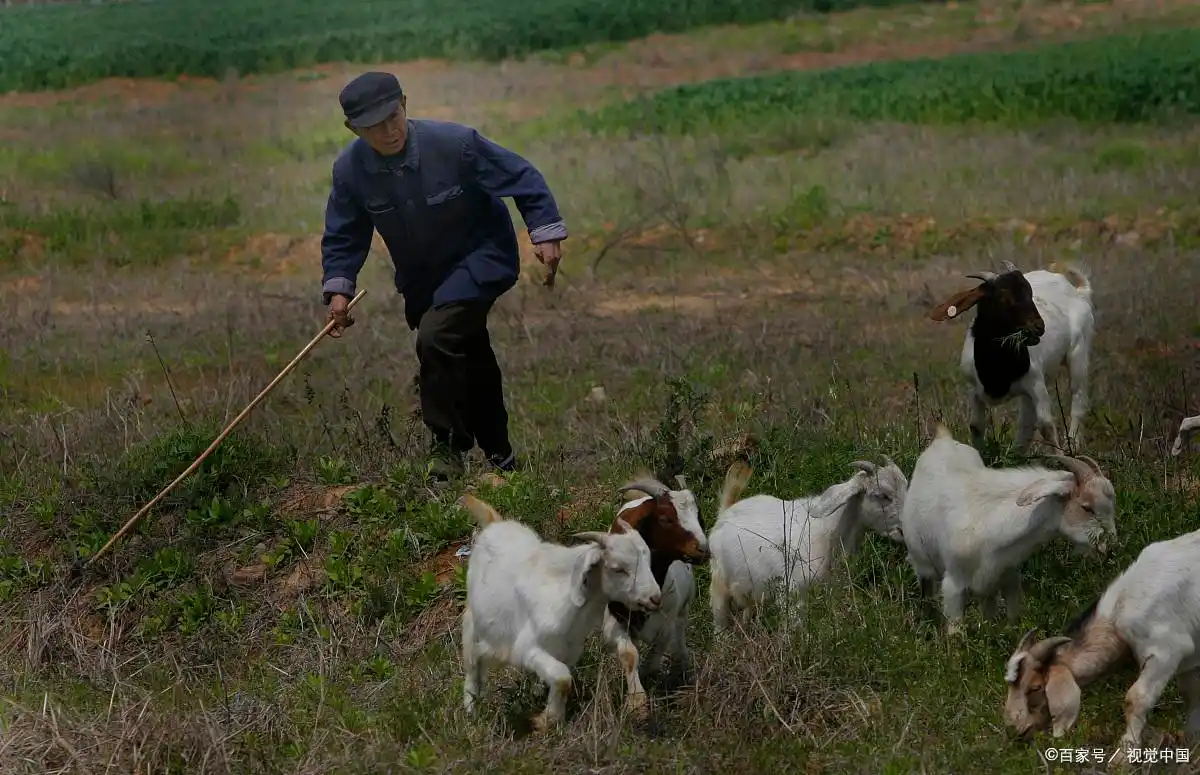 农村放羊的老人