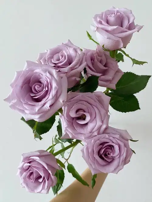 鲜切花海洋之歌两亩