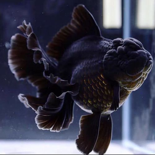 黑泰狮金鱼百褶泰狮f1巨人泰狮进口原装泰狮鱼苗观赏鱼冷水鱼易养