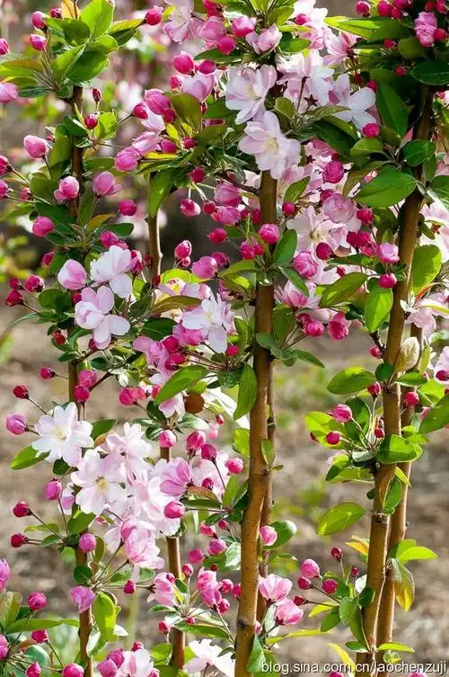 海棠花种类也繁多,乍看之时,区别不大,细细品味,各有韵味,其间味无穷.
