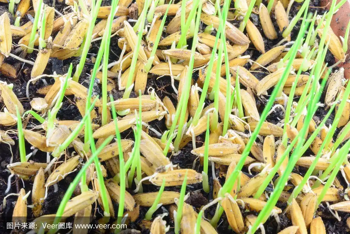 绿色水稻幼苗的特写