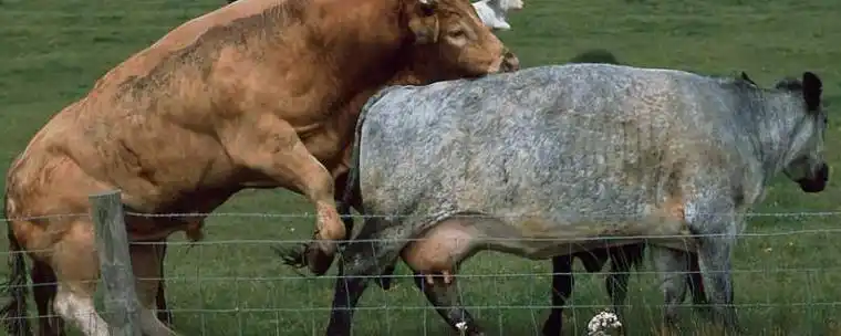 牛配种最佳时候的特征配种时需要注意哪些方面