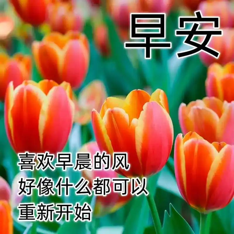 清晨祝福朋友们美好的早安问候图片,早晨好温馨的祝福语录句子