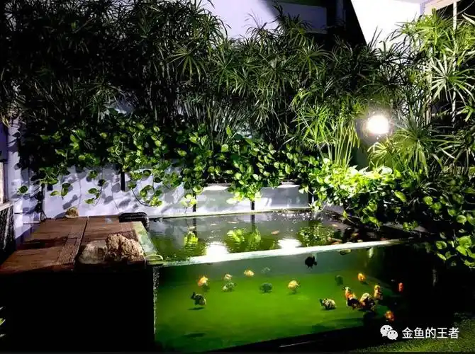 30种植物水道(沼泽过滤)常用植物图鉴