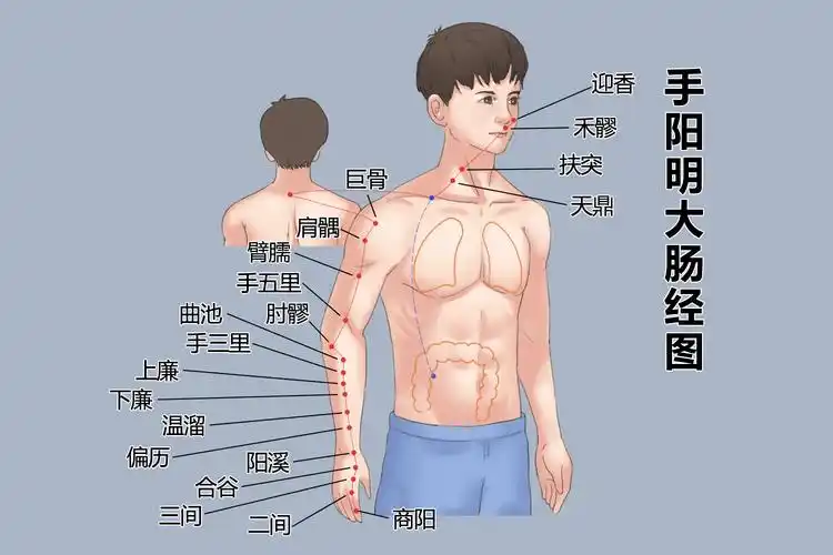 大肠经的准确位置图