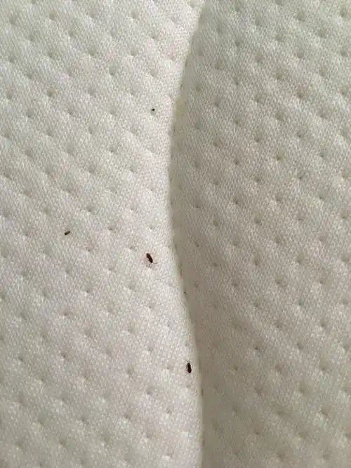 床垫上的小虫子是什么东西?对身体有危害吗?