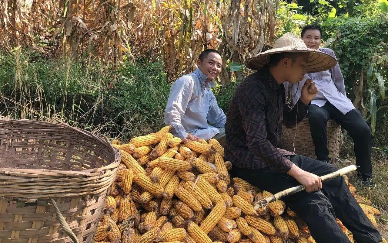 农村农忙季节顶着大太阳收玉米兄弟几个全副武装干活真卖力