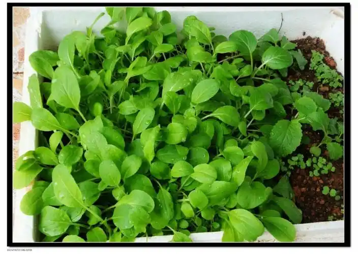 快开学了,我的小白菜长得更高了.我觉得劳动最光荣,还很快乐.