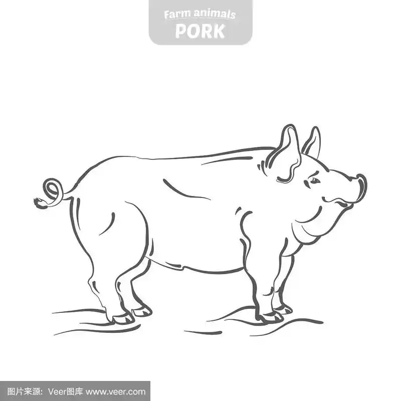 猪手绘矢量插图.