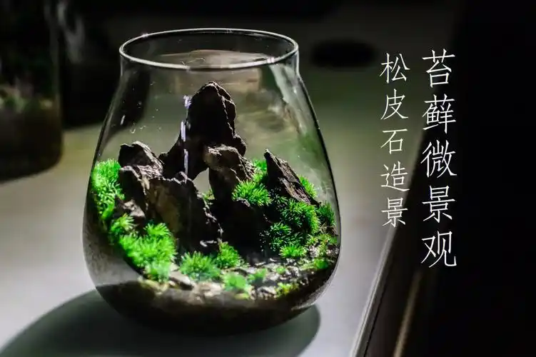 植弥手作松皮石微景观造景分享