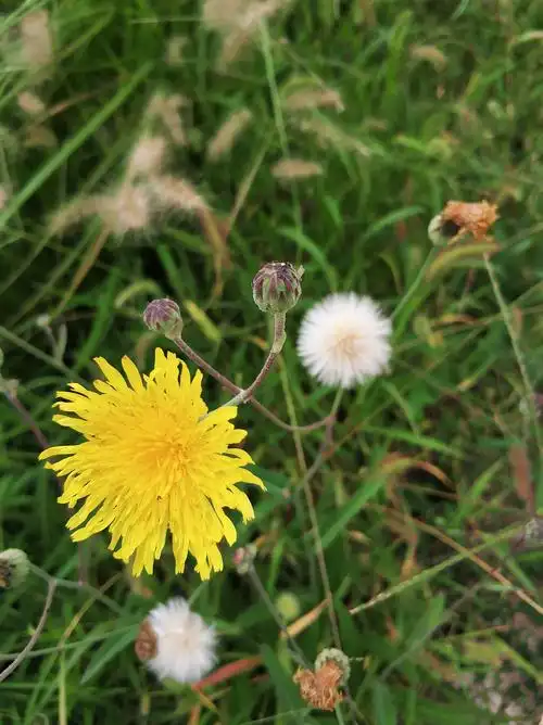 请教一下这个像蒲公英的植物