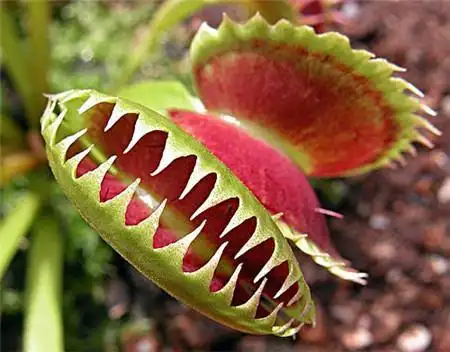 捕蝇草也是很常见的食肉性植物,它的食物种类很多,以蜘蛛,蚂蚁等为食