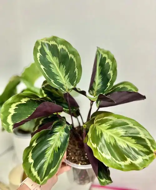 相处三周我终于懂你彩虹竹芋就是个小演员