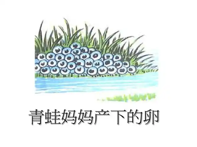 小蝌蚪变青蛙ppt