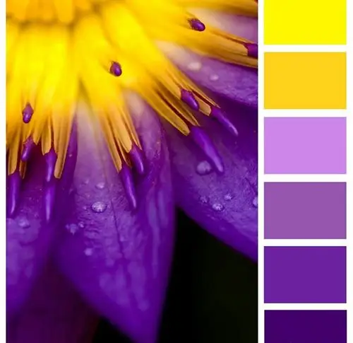 花朵配色方案.撞色的美. 涂色本——秘密花园;魔法森林;奇幻梦境.