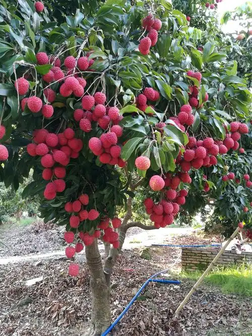 日啖荔枝三百颗,不辞长作岭南人——增城仙村荔枝小镇半天游记