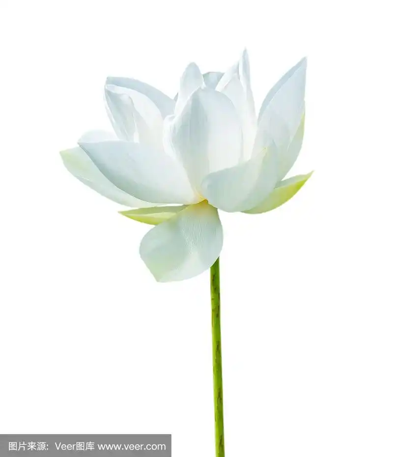 白莲花孤立在白色背景上.用于广告设计和组装.