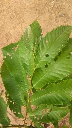 这个是榴莲树吗,感觉和网上的图片不一样,求认证