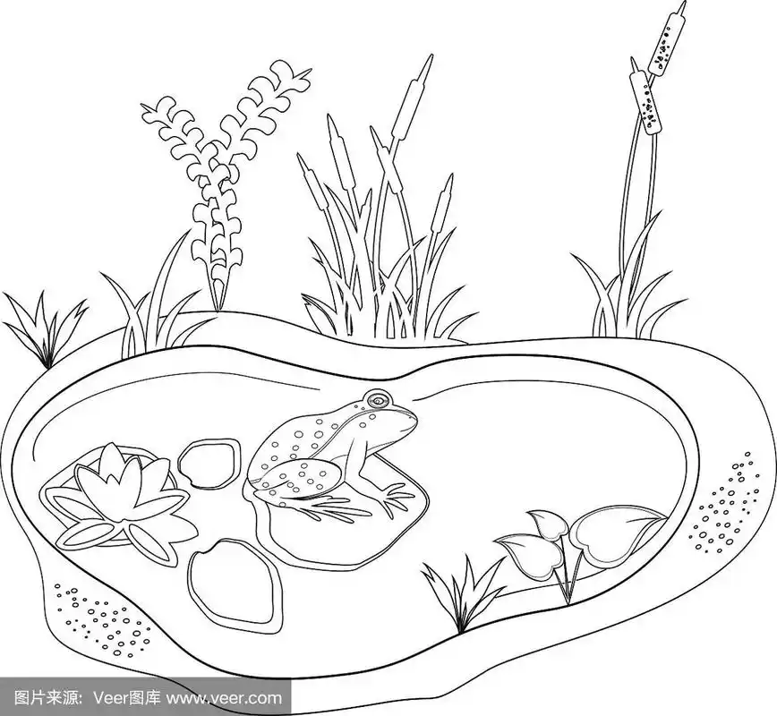 用青蛙和池塘着色