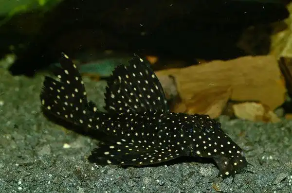 异型鱼类编号整理.