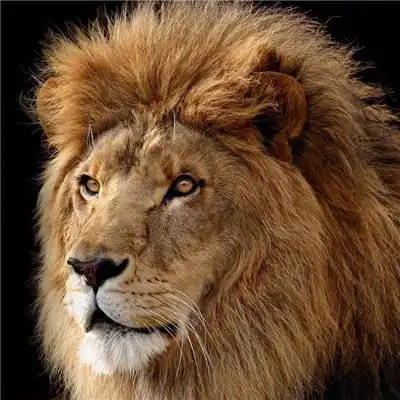 高清霸气真实雄狮头像