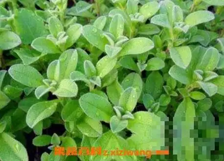 老鼠耳不但性质寒凉,能清理人体肠道中的热毒,它还