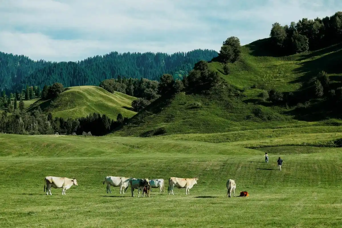 那拉提河谷草原
