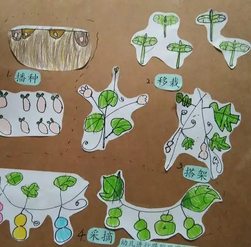 我们还找到了种植葫芦的资料及方法,孩子们学习后画出了生长步骤图