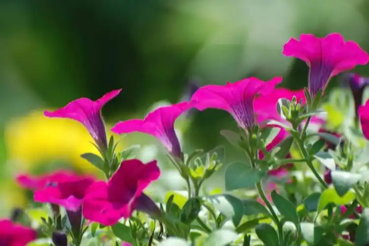 紫色唯美的牵牛花图片壁纸(13/20)