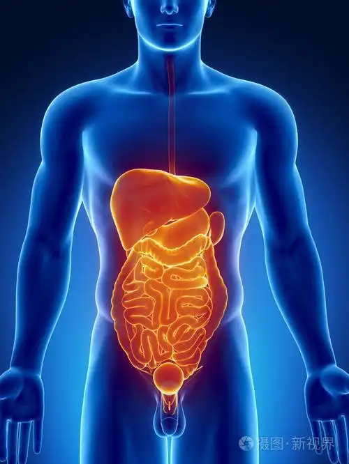 腹部器官anteriror视图