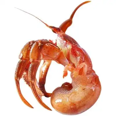 鲜活带壳虾怪寄居蟹海鲜特产活水产椰子蟹威海超大特产海怪1000g